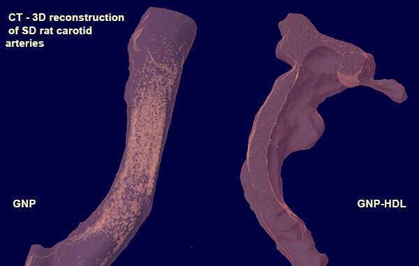 3D CT Reconstruction of SD Rat carotid arteries
