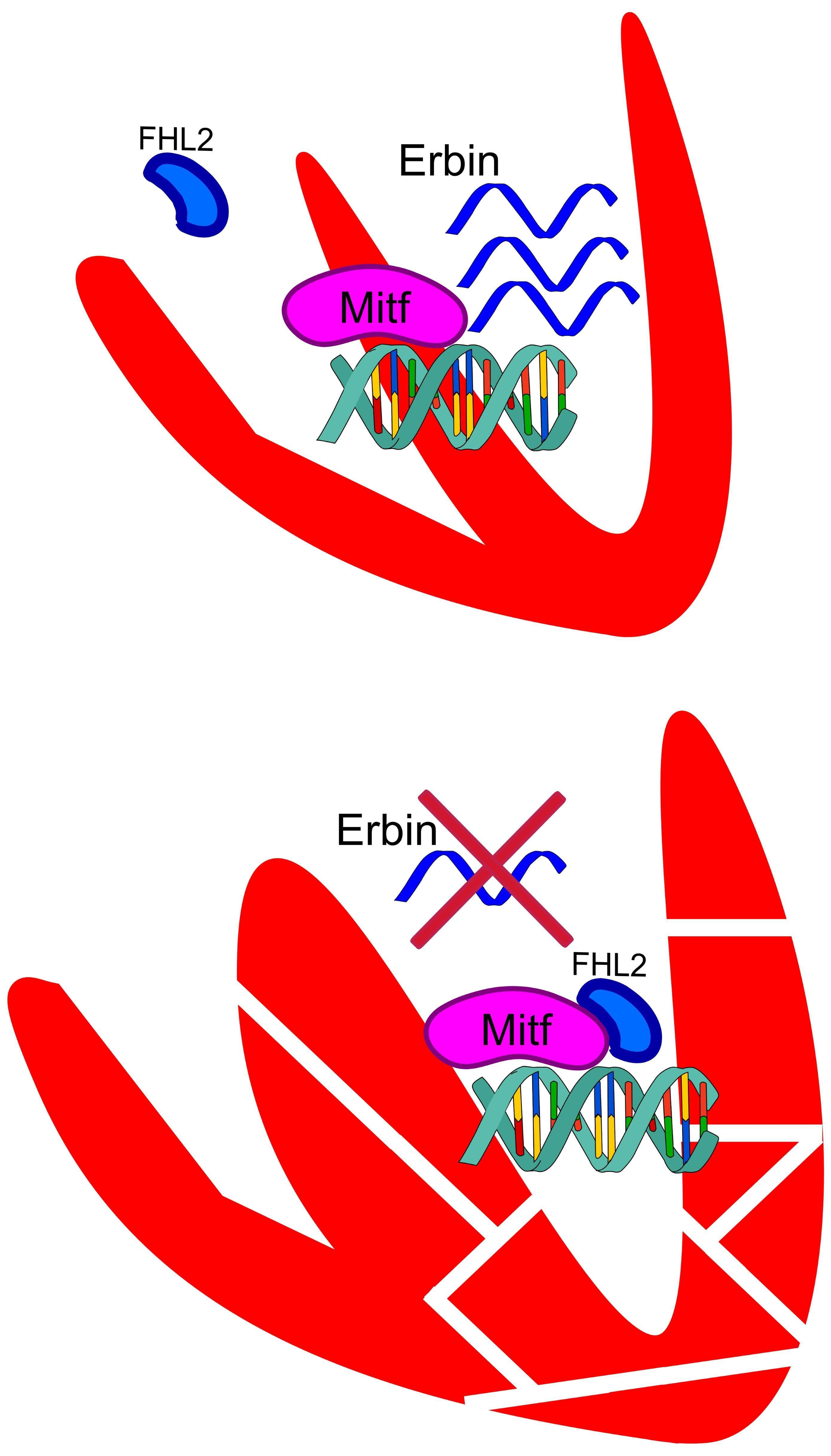 Model of the regulation of Erbin expression by MITF and FHL2 in cardiac hypertrophy