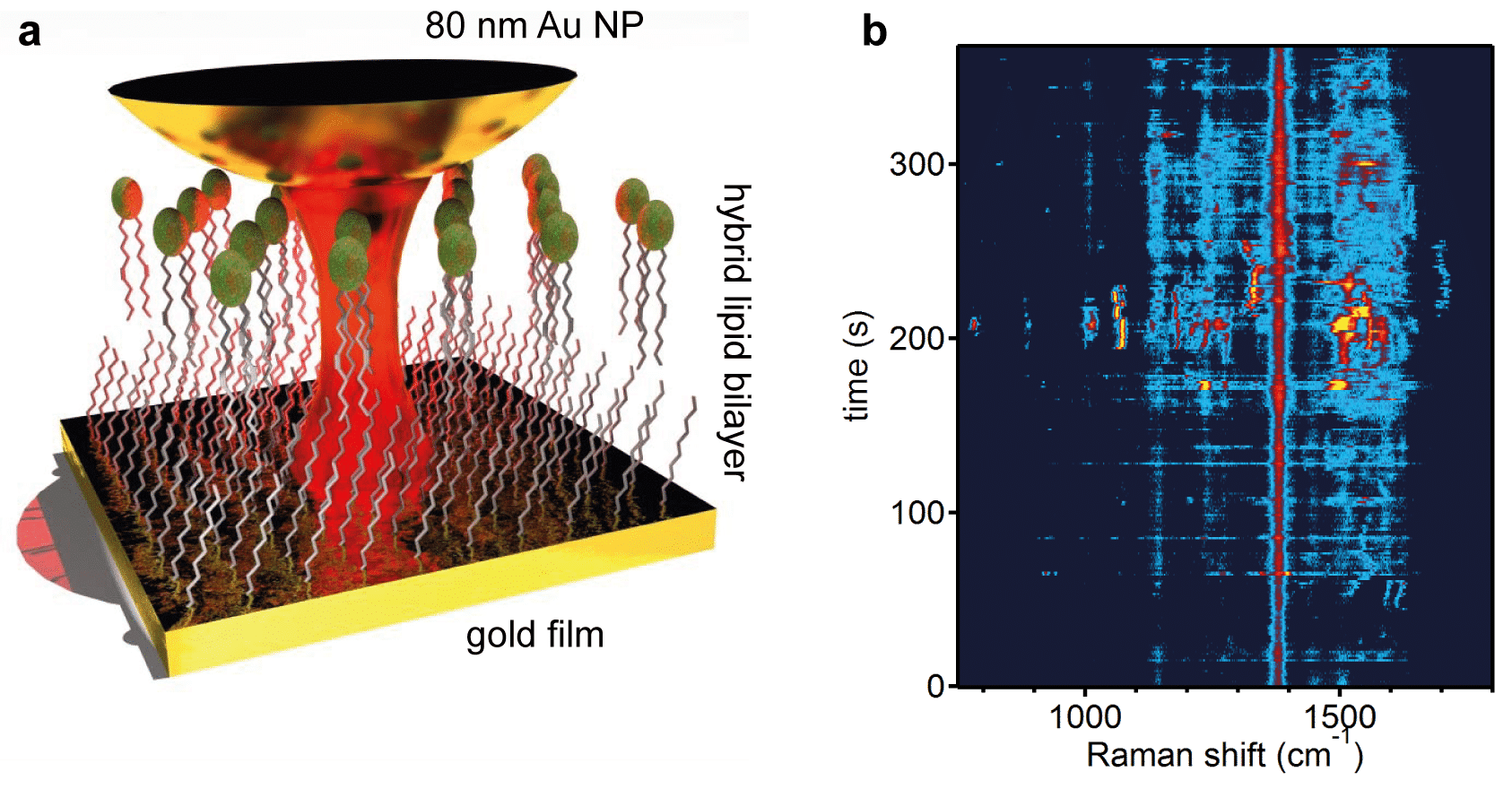 a Geometry utilised: a gold nanoparticle is placed on a hybrid lipid bilayer on a gold film. b Raman time series of an individual gold nanoparticle on a hybrid lipid bilayer.