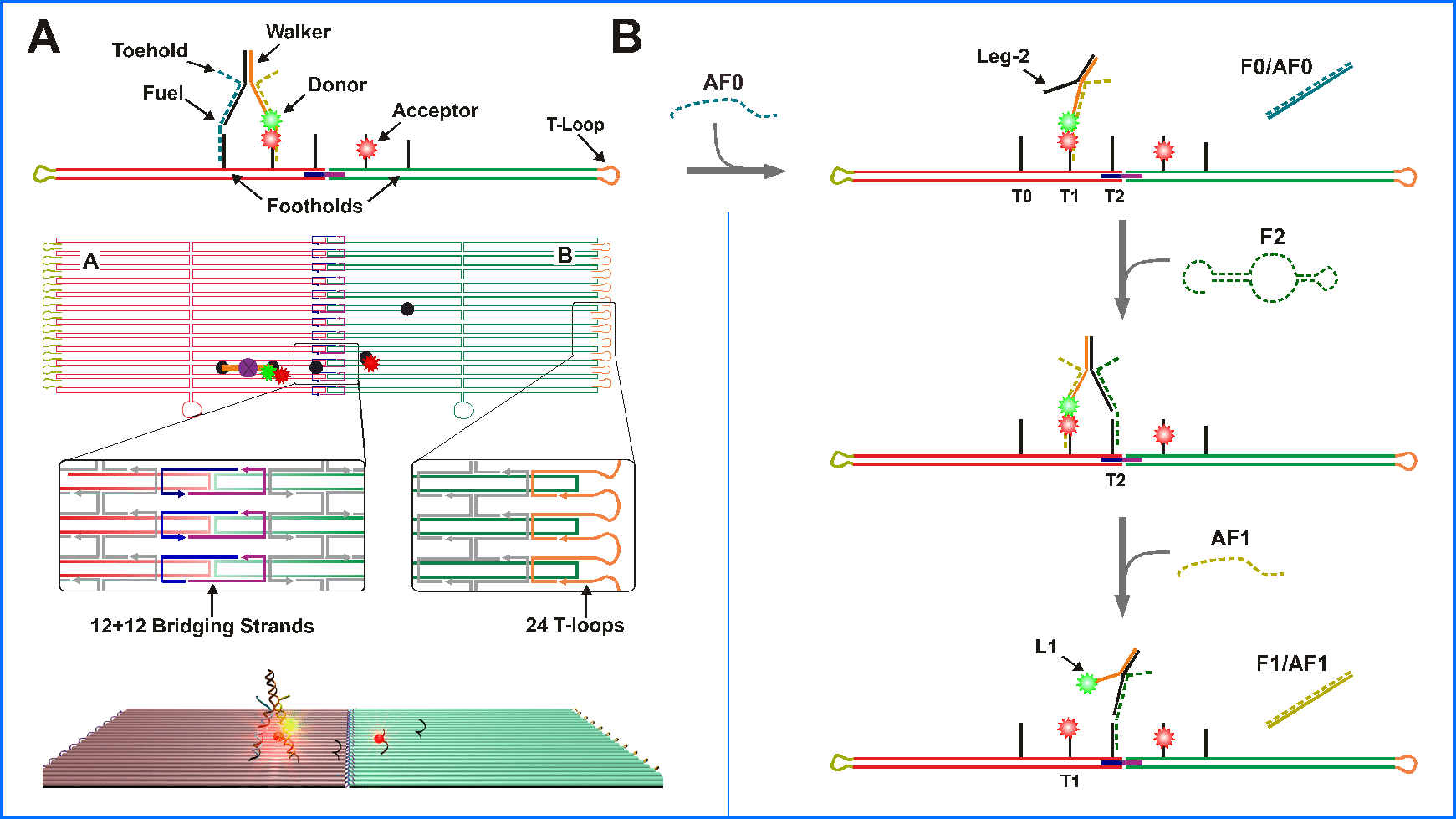 The Dimeric Motor system and the striding process of a DNA Bipedal motor between the two origami units 
