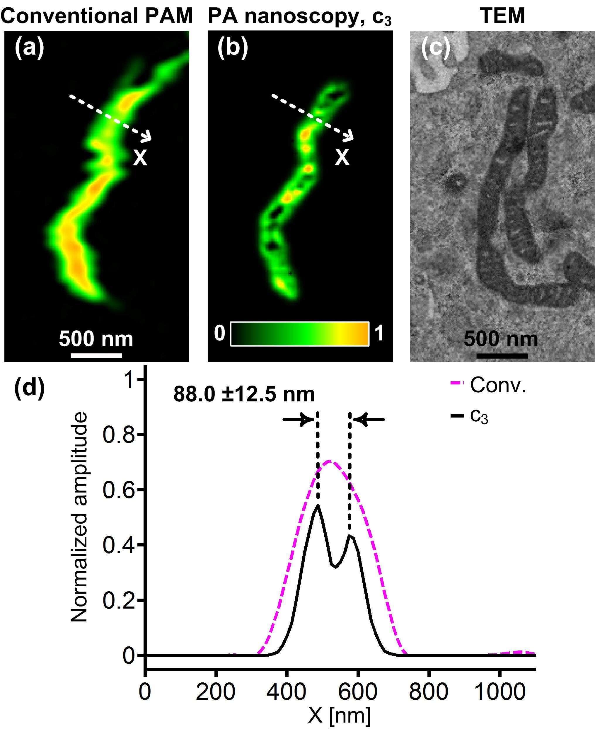 Imaging mitochondria in NIH 3T3 fibroblasts