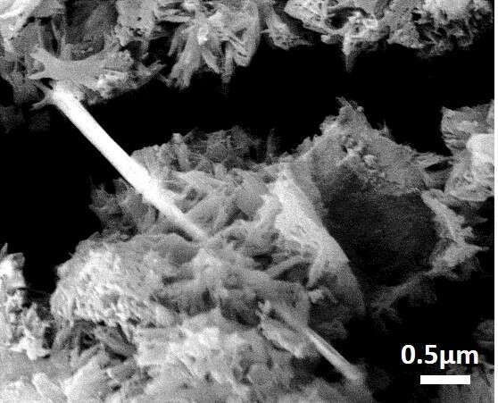 SEM image of WS2 NT-based cement composite showing a WS2NT covered by a layer of Calcium-Silicate-Hydrate (C-S-H) phase. 