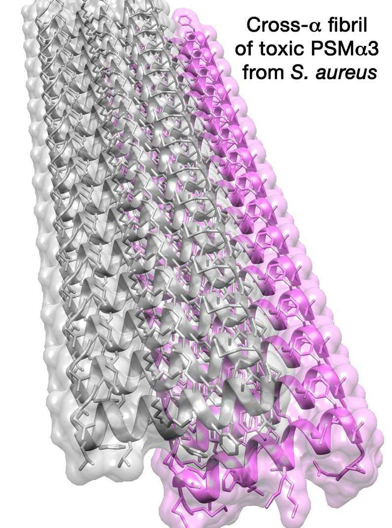 Cross-alpha Fibril of PSMalpha3 from S. aureus