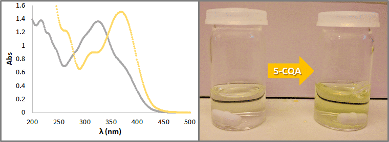 Figure 1 – a) Spectra o the free 5-CQA (grey) and 5-CQA complexed with copper (II) (yellow); b) Colour change of the polymeric solution when 5-CQA is added.