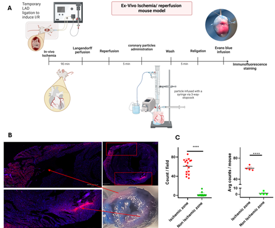 Figure 1. A. Experimental outline.  Following 90-minute cardiac ischemia induced by ligation left coronary artery in vivo, the heart was extracted to an isolated heart system and reperfusion was performed by opening of the ligation. Next, C9-HBP3/AlgS particles were injected and following additional 5 min (washing) the artery was re-ligated and evans blue dye was injected to define the ischemic region. B. Immunofluorescence staining of 5 µm paraffin-embedded mouse cardiac tissue sections to visualize the distribution of C9-HBP3/AlgS particles. Blue = cell nuclei (DAPI staining). Red = C9-HBP3/AlgS particles (stained with primary Anti-6xHIS antibody and secondary Alexa Fluor 647 antibody). C. Statistical analysis comparing C9-HBP3/AlgS particles counts between ischemic and non-ischemic regions. Left, total fields. Right, average values per mouse. Statistical analysis. Left, Unpaired two-tailed t-test. Right, Mann Whitney test. **** p<0.0001.