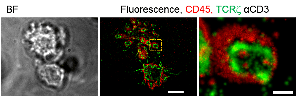 SMLM of Zeta-Dronpa and CD45-Alexa647