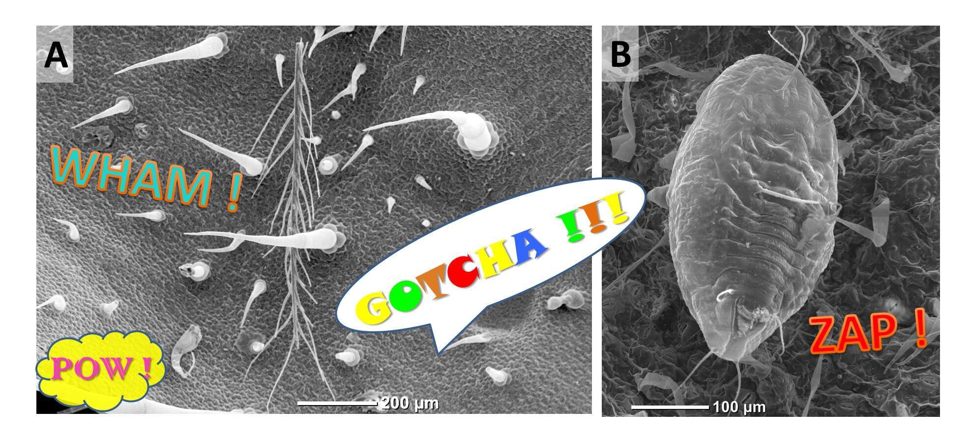 micrograph competition entry
