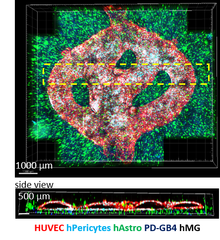 Fibrin brain mimicking 3D-bioink can be integrated with 3D engineered printed perfusable vascular network