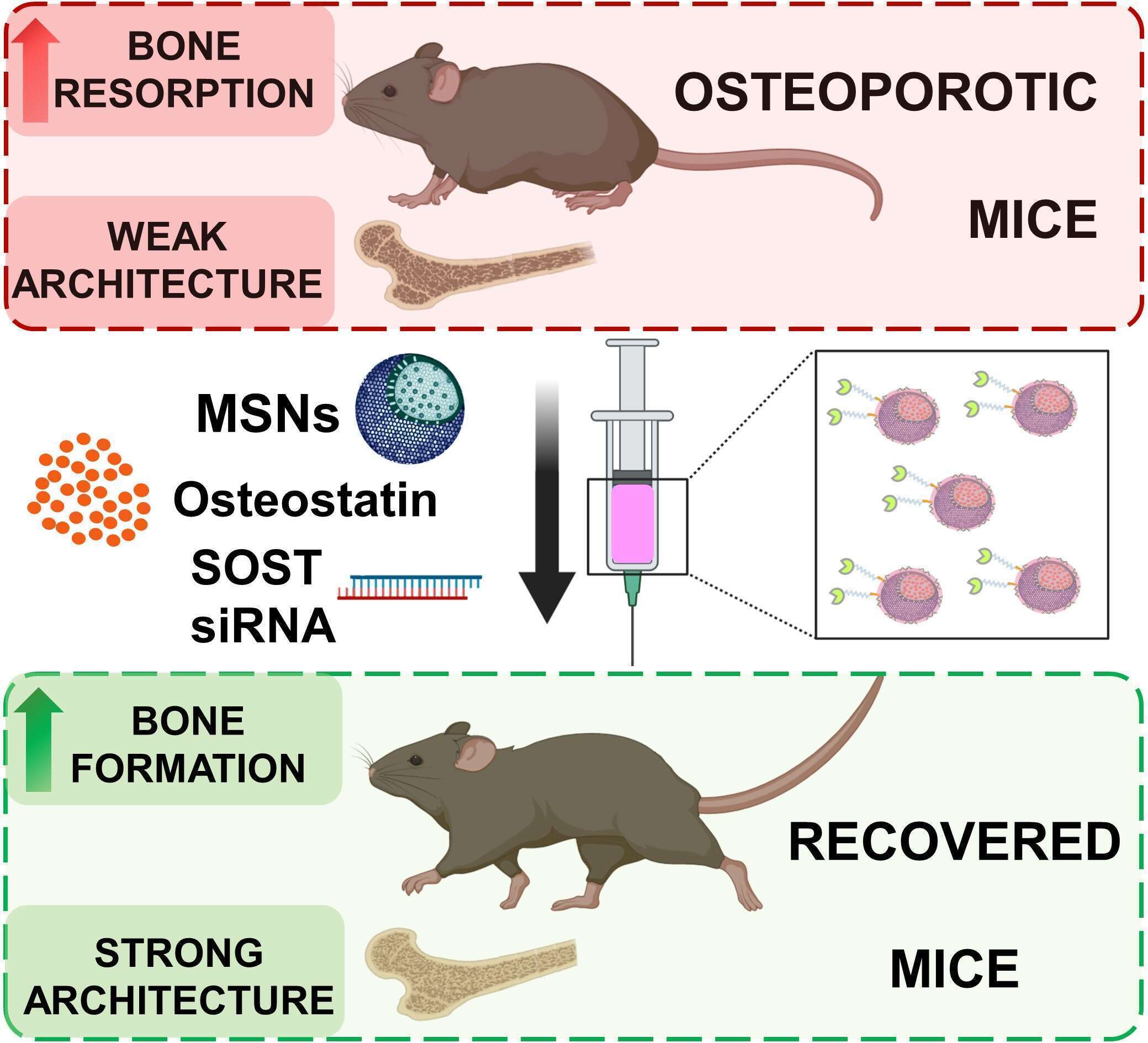 Graphical Abstract
