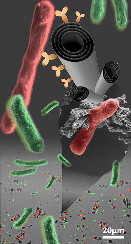 Figure 1: Selective binding of modified HNTs to target bacteria (collage). Top: A schematic illustration of antibody-modified HNTs bind to target bacteria. Middle: Scanning electron microscopy micrograph an E. coli target bacteria cell co-aggregated with Ab-modified HNTs (bacterial cell falsely colored for clarity). Bottom:  A fluorescent microscope micrograph depicting anti E. coli Ab-modified HNTs co-clustered with target E. coli red fluorescent bacteria, whereas non-target L. innocua green fluorescent bacteria are separately dispersed