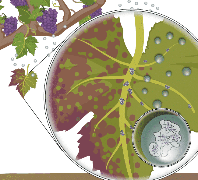 Graphical Abstract