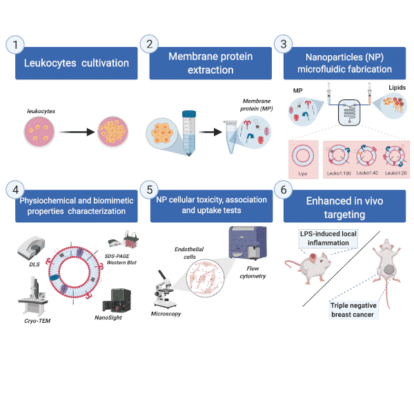 Figure 1. Schematic of the different protein:lipid ratios (P:L) biomimetic NP microfluidic synthesis, characterization, and in vitro and in vivo experiments. (1) Leukocytes (J774 cell line) were cultivated in vitro and used to extract (2) membrane proteins for the synthesis of (3) different P:L NPs using a microfluidic approach by increasing the membrane protein concentration in the aqueous phase. For Lipo, no membrane proteins were added, while we added 0.058 mg/mL of protein extract for Leuko1:100, 0.145 mg/mL for Leuko1:40, and 0.29 mg/mL for Leuko 1:20. The physical, chemical, and biological properties of the NP were characterized (4) and then tested in vitro using inflamed endothelial cells (5). Finally, the enhanced targeting was evaluated in vivo using LLI and TNBC models. Figure 1 was created using Biorender.com.
