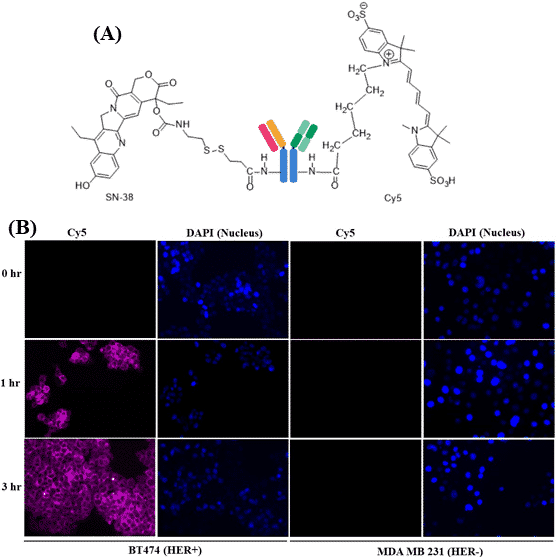 The structure of Cy5 and SN-38 loaded trastuzumab (upper panel). Fluorescence image of Cy5 and SN-38 loaded antibody internalized within HER- and HER+ cells at different time points (lower panel).