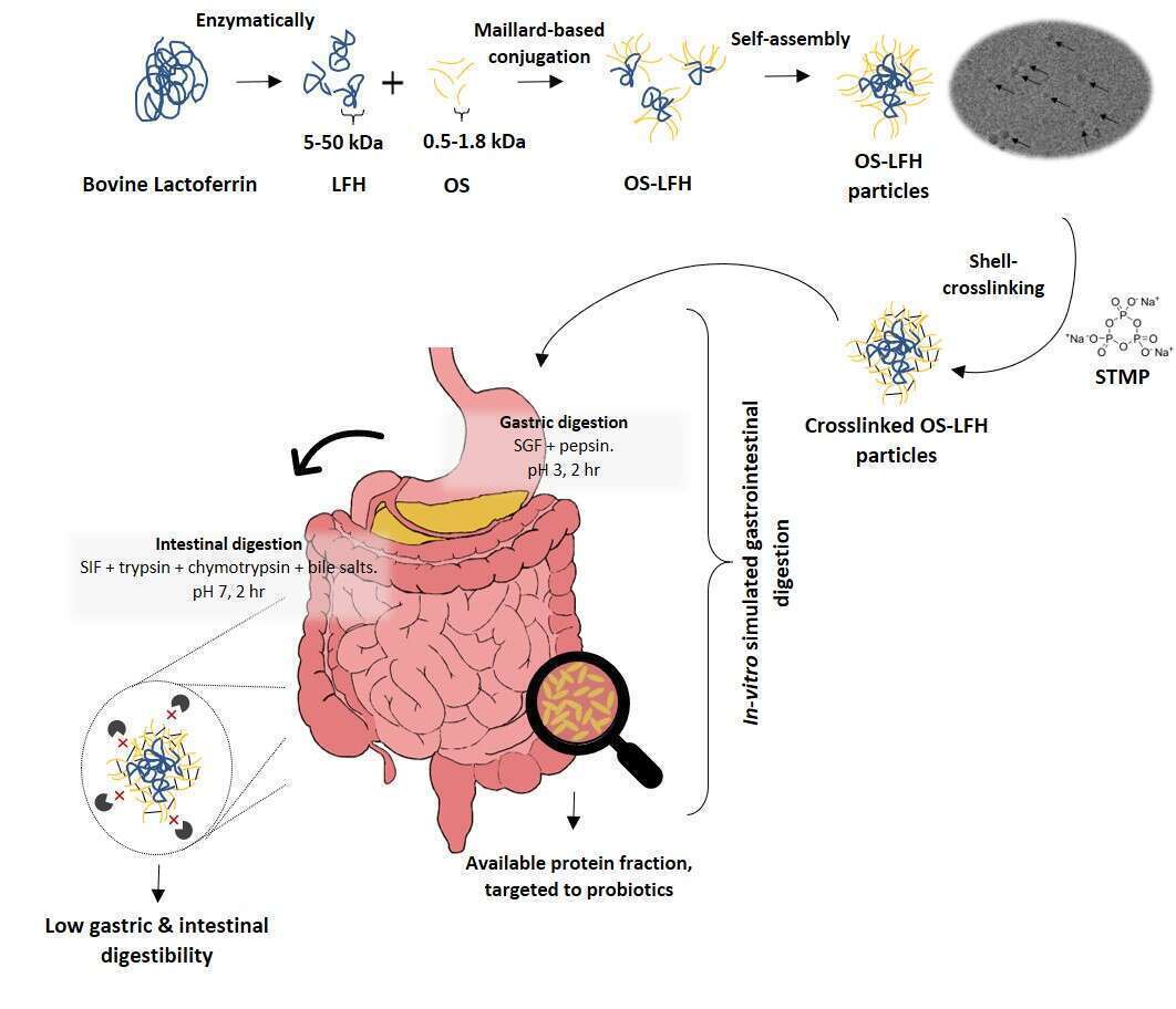 Oligosaccharide-Lactoferrin conjugate particles for selective targeting of proteins to probiotic bacteria in the colon 