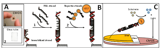 Fig. 1. Schematic representation of the CMOS-based biosensor and the measuring procedure. The proposed system is based on a CMOS photodetector (A1) and a glass tube (A2) with silver nanoparticles modified with immobilized DNA. A complementary RNA sequence in the sample will anneal specifically to the surface-immobilized RNA on the one side (B1) and to the complementary reporter strand linked to horseradish peroxidase on the other side (B2). With substrate addition, the horseradish peroxidase linked to the reporter strand will produce light. This light will be detected by the CMOS sensor (C) and represented as measurable light values