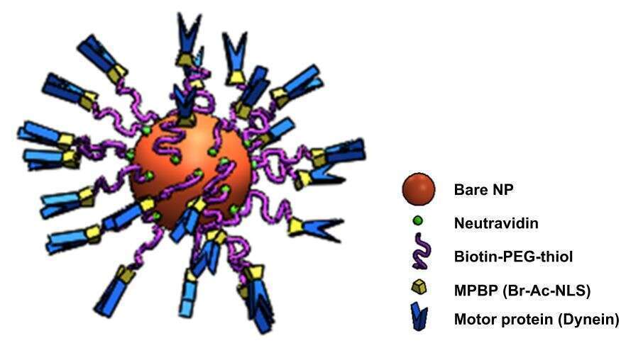 Schematic illustration of the decorated NP (shown a small fraction of decorating molecules)