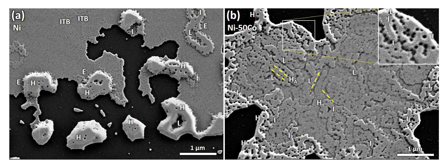 SEM micrographs of Ni and Ni-50Co after heat treatment at 750 °C revealing different stages of pore formation