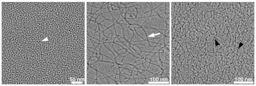 Figure 1. Cryo-TEM micrographs demonstrating the nanostructural transitions of 5 wt.% SLES aqueous solutions with different NaCl ratios. (A) SLES without salt, showing small spheroidal micelles (white arrowhead); (B) X=10, SLES with NaCl at the zero-shear viscosity peak, showing sparse networks of elongated threadlike micelles (white arrow); (C) X=12, dense networks of branched threadlike micelles (branching points marked with black arrowheads).