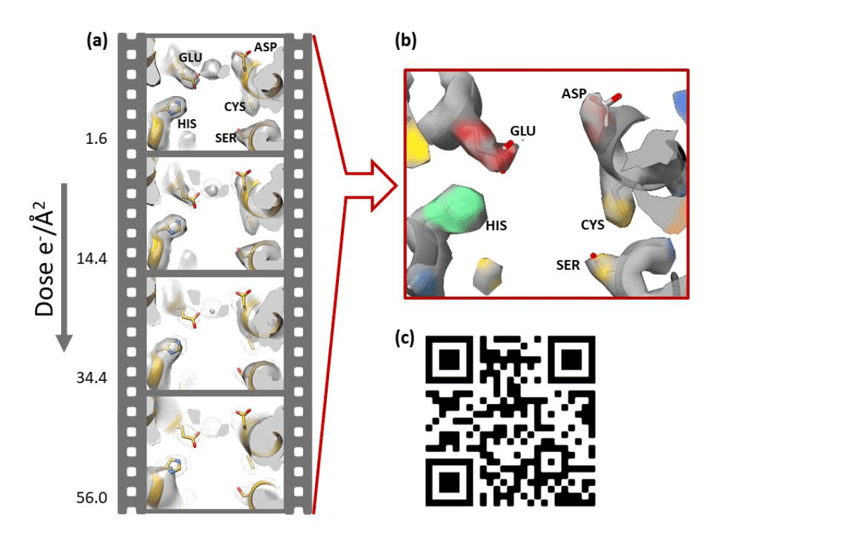 Figure 3: Coloring EM density maps by differences in radiation sensitivities. (a) Time-lapse frames in a 3D movie showing the gradual decay of the signal from different amino acids. Frames were taken from a cryo-EM dataset of L-ferritin. Each frame was reconstructed following my per-frame reconstruction protocol (modified from [4]). The densities of various amino acid decay as expected from their respective radiation sensitivity [5]: GLU, ASP > CYS, SER > HIS. (b) the same region as in (a) colored by radiation damage sensitivity (GLU and ASP – red, CYS, SER – yellow, HIS – green). (c) See also the movie: https://youtu.be/Lv7Y6_MgVws. The accumulated dose is in (e-/Å2) is indicated to the left of each frame.