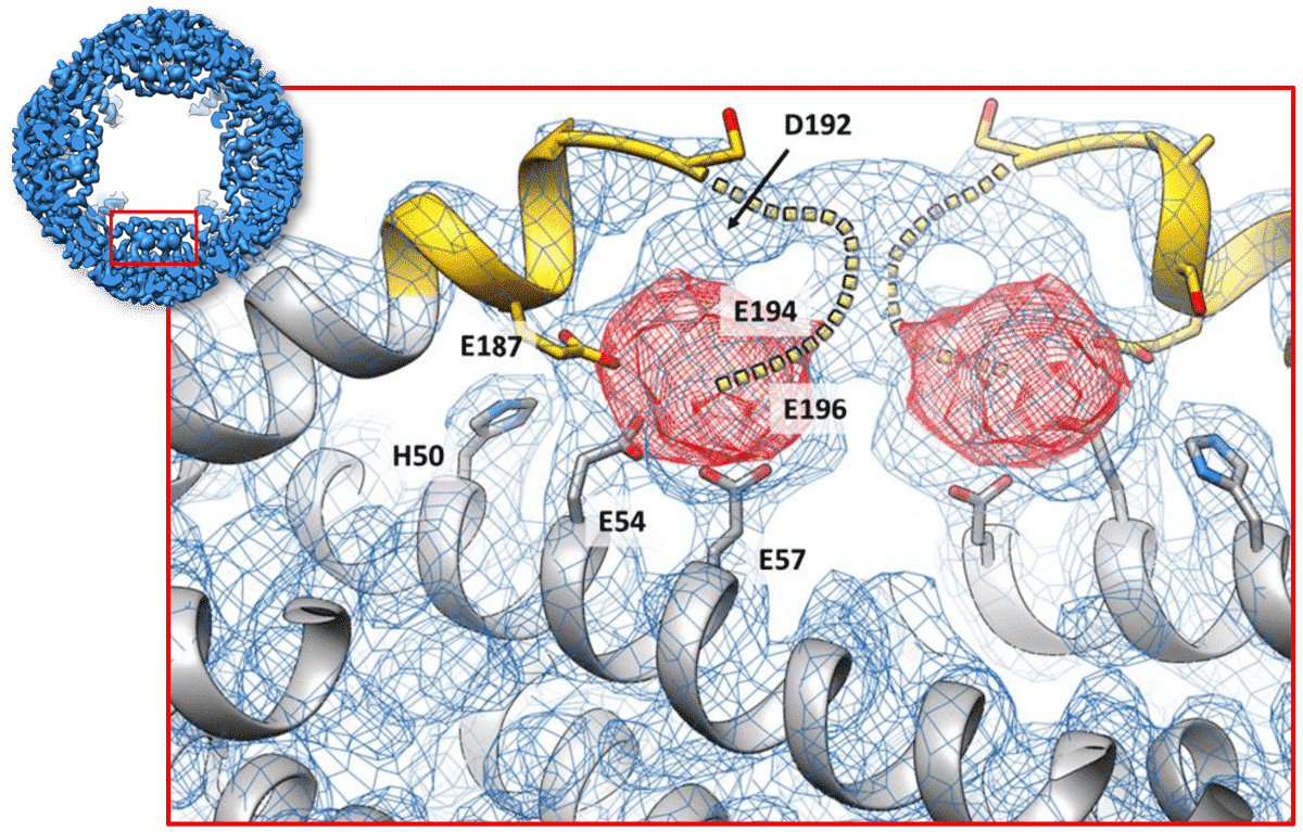 Fig. 2: Segmentation of an iron-oxide/protein complex by radiation damage analysis (adapted from [4]). The EM density map of an iron-binding peptide fused to the inner surface and a nascent sediment were reconstructed twice; once as “regular” dose weighted map (blue mesh) and once only with the late frames (red mesh). The late frames-map shows only the radiation resilient inorganic sediment. The molecular model of the Mms6 peptide and the L-ferritin is presented as ribbon representation (yellow and gray) respectively.