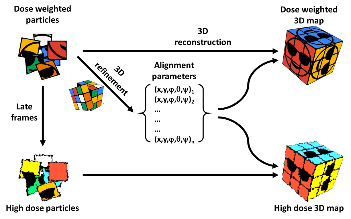 Figure 1 (from [4]): Radiation damage-assisted single-particle analysis workflow. Alignment parameters are determined by refinement of dose-weighted particles, and a “regular” dose-weighted map is reconstructed. High dose movie frames (i.e., “late frames”) are summed and used to generated high dose particles. These high dose particles are reconstructed with the previously determined alignment parameters to generate a high dose map.