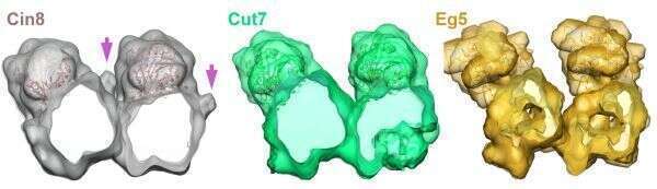 cryo-EM figure