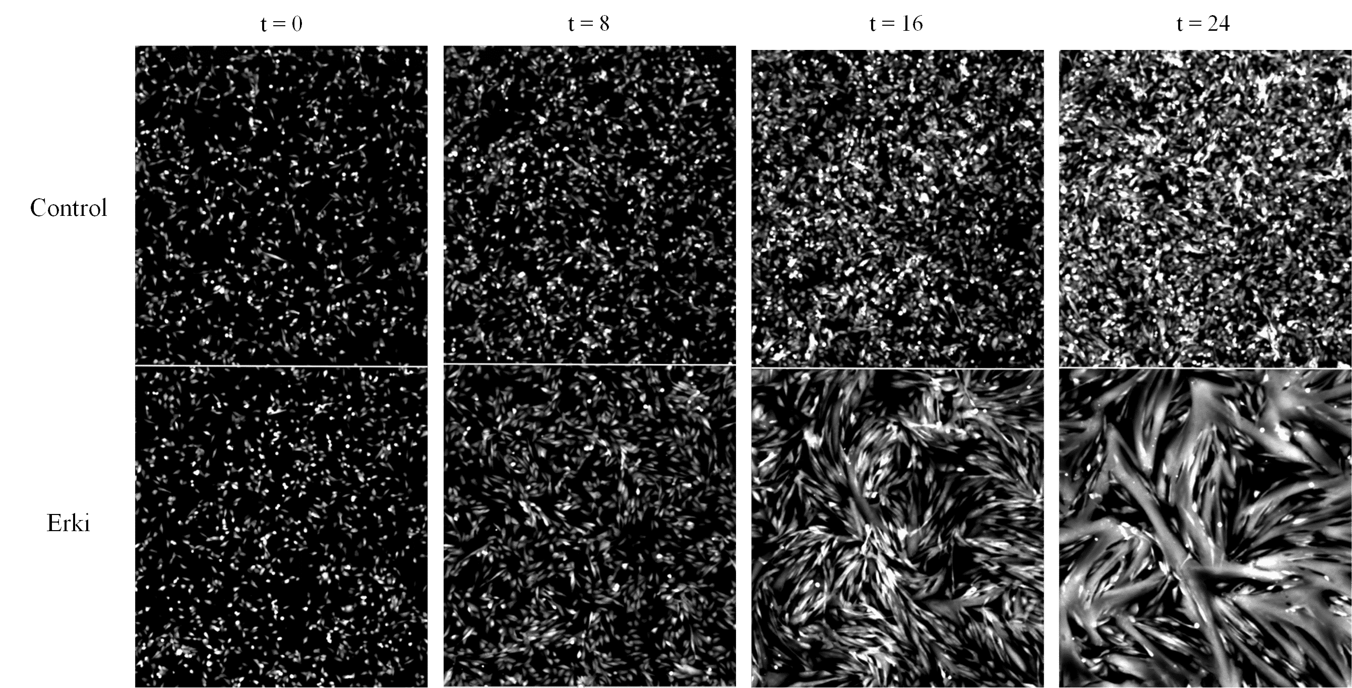 Muscle formation- images of myoblasts at different time points during differentiation and fusion. Top: control conditions. Bottom: ERK inhibition leading to rapid formation of myofibers.