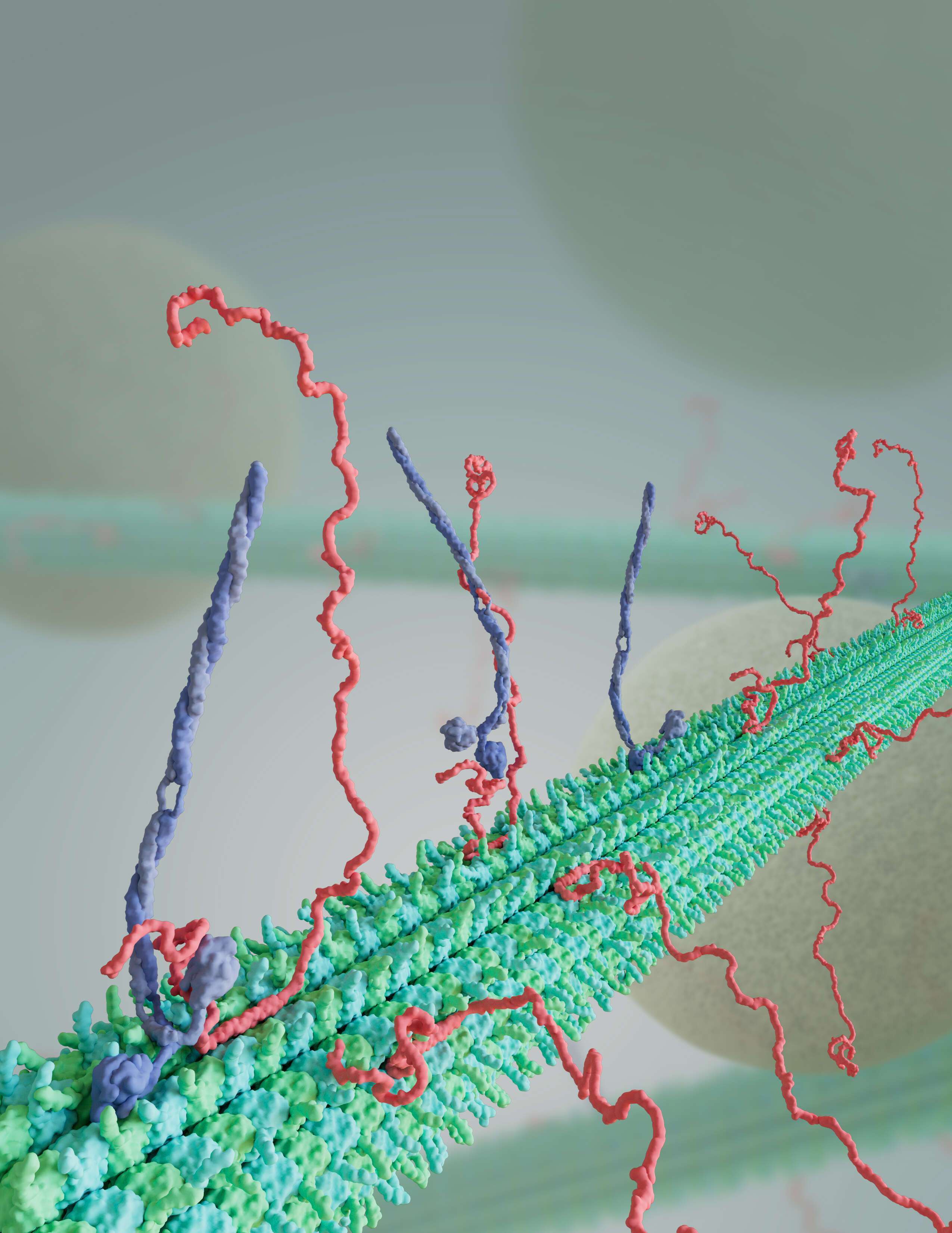 kinesin motors walking along MAP7-decorated microtubules