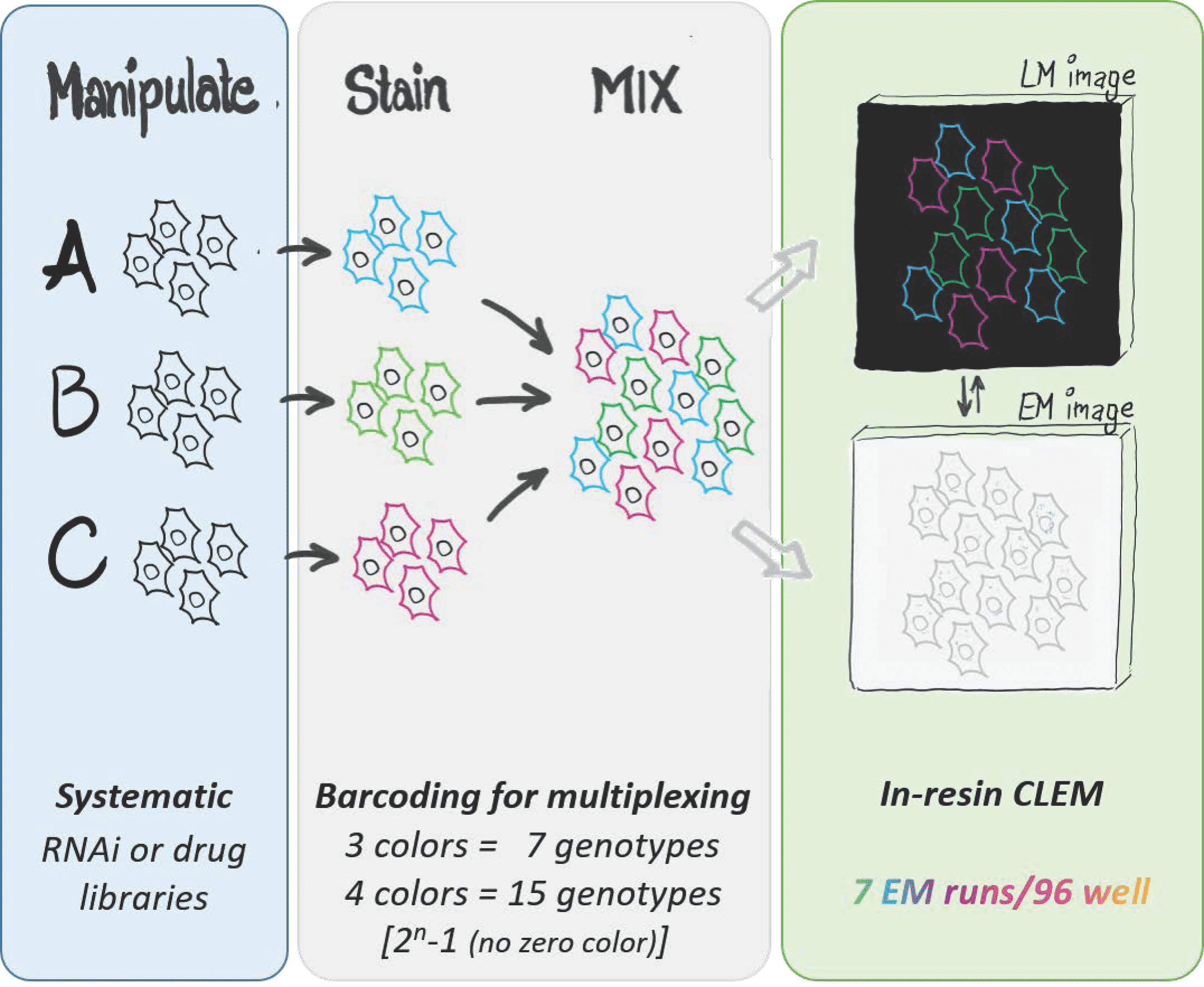 Workflow of hMulti-CLEM